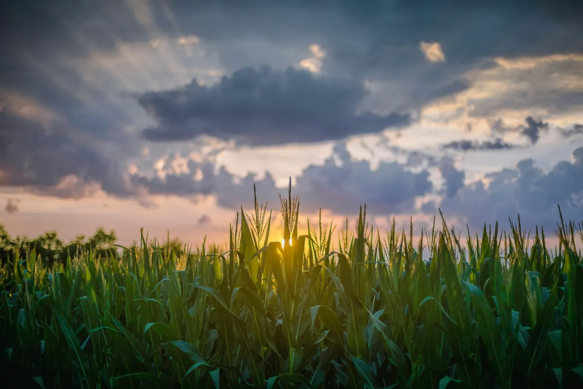 Campo de milho ao nascer do sol